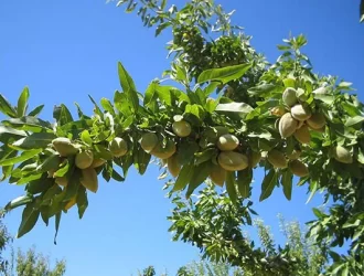 Badam ağacı necə əkilir ?