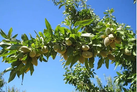 Badam ağacı necə əkilir ?