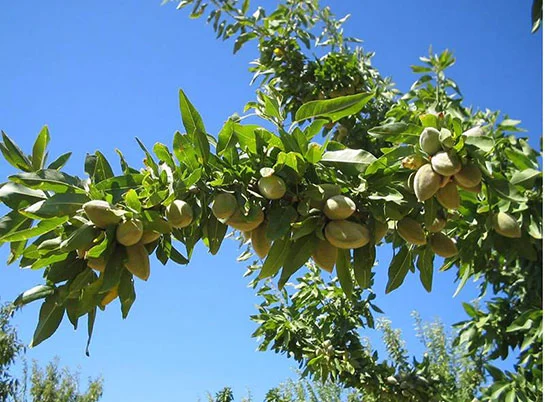 Badam ağacı necə əkilir ?